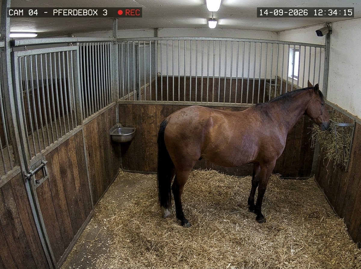 Echter Kamera-Screenshot aus einer equinecam-überwachten Pferdebox: Pferd steht am Heunetz, Kamera-Overlay zeigt Boxbezeichnung und Aufnahmezeit